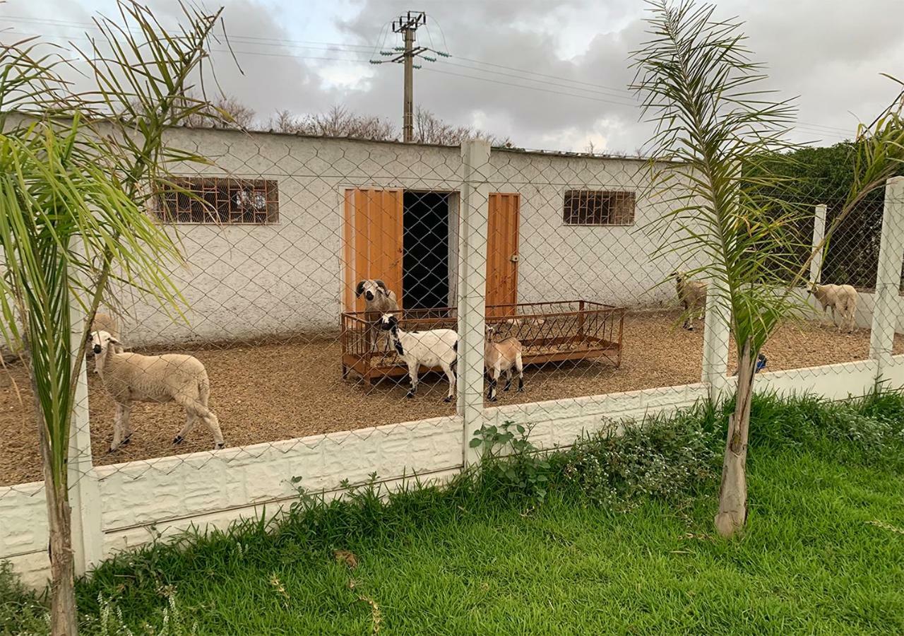 Villa Palm Grove Farm Tit Mellil Exterior foto